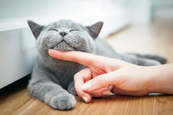 A grey kitten with its eyes closed, contentedly having its chin scratched by a person's finger.