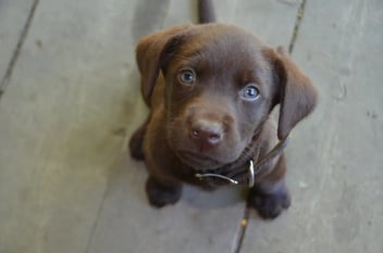 A chocolate Labrador puppy with blue eyes wearing a collar, looking up at the camera from a wooden deck.