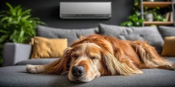 A golden-haired dog sleeping on a couch beneath a wall-mounted air conditioning unit.
