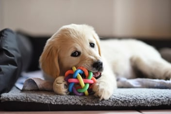 A golden retriever puppy lying down and chewing on a colourful woven rubber ball toy.