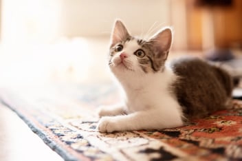 A white and tabby kitten lying on a patterned rug, looking up with an alert expression.