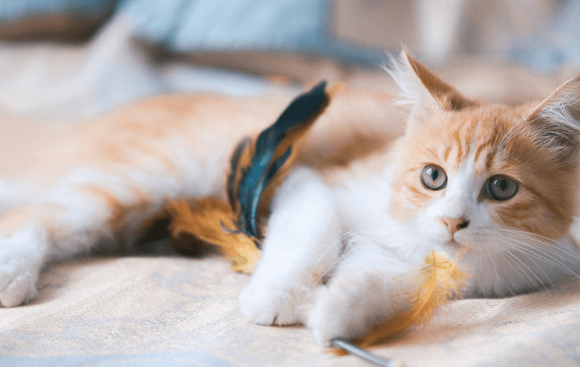 Rain, hail or play: indoor winter fun for pets