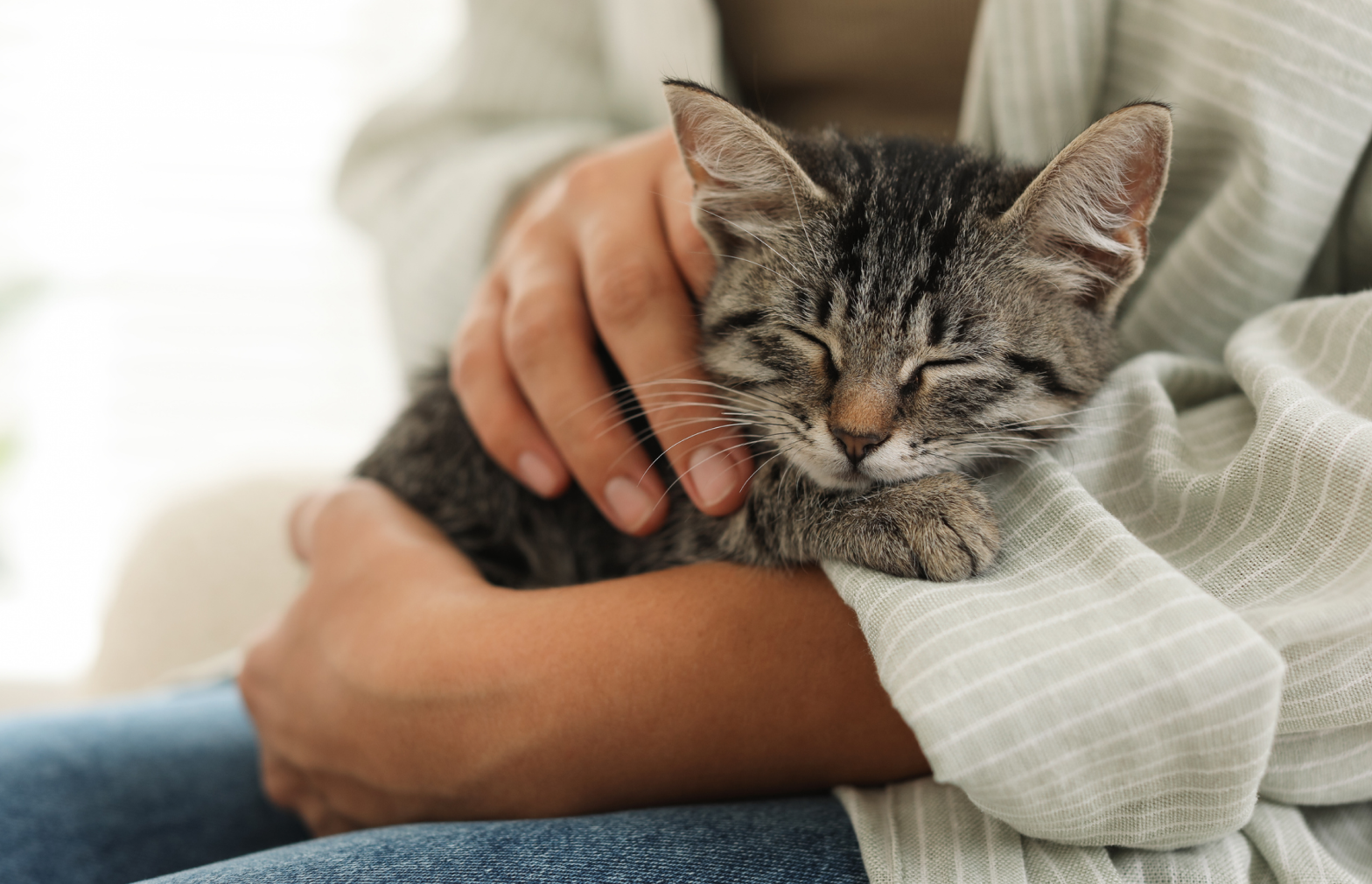 Cat-Productpage-Header-DESKTOP