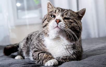 The silent struggle: why cats hide pain (and how to spot it)