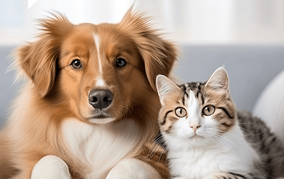 Unlocking Insights: 2024 Petsure Pet Health Monitor