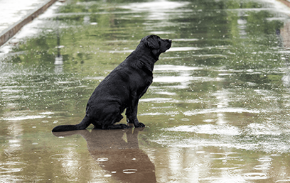 When the weather turns wild: how to keep your pet safe during extreme weather
