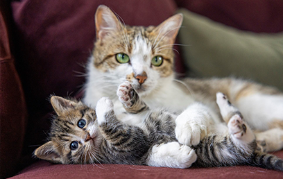 Nine lives? Not quite: what every cat parent should know about cat health