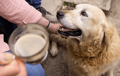 Paws before you choose: finding the right dog breed for your family