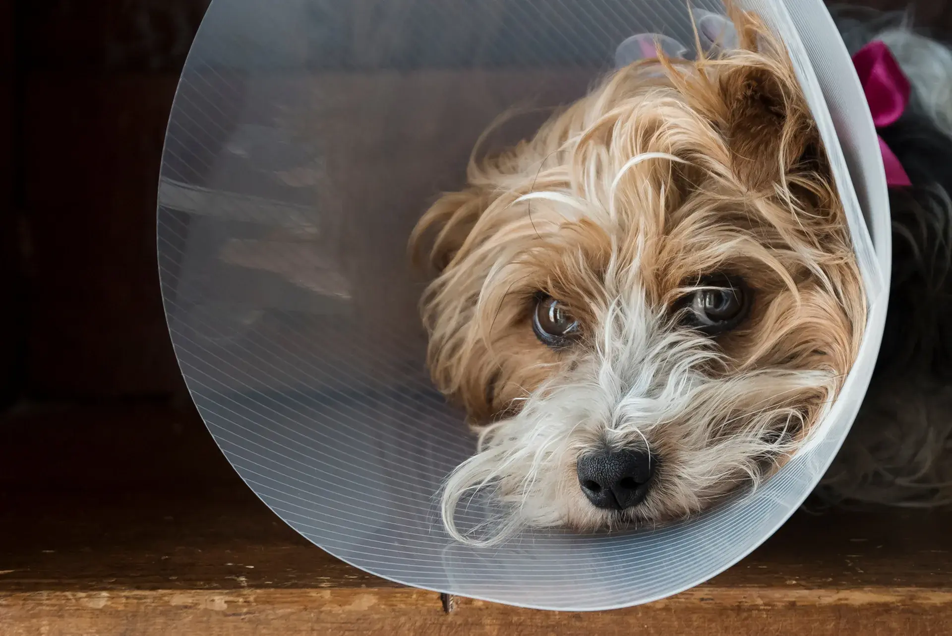 The cost of care: what vet visits really cost in Australia
