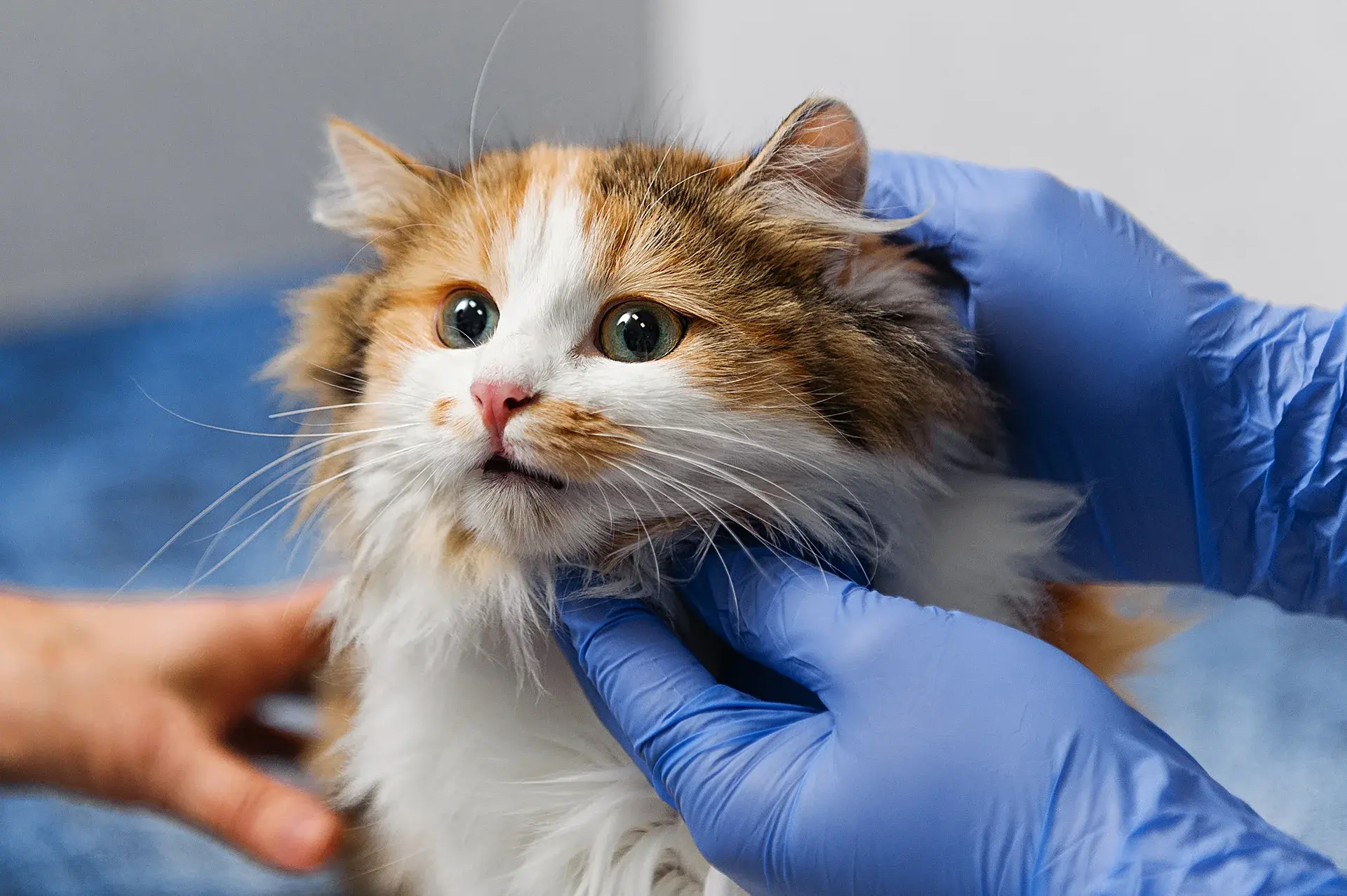 GapOnly® decoded: how it works at the vet