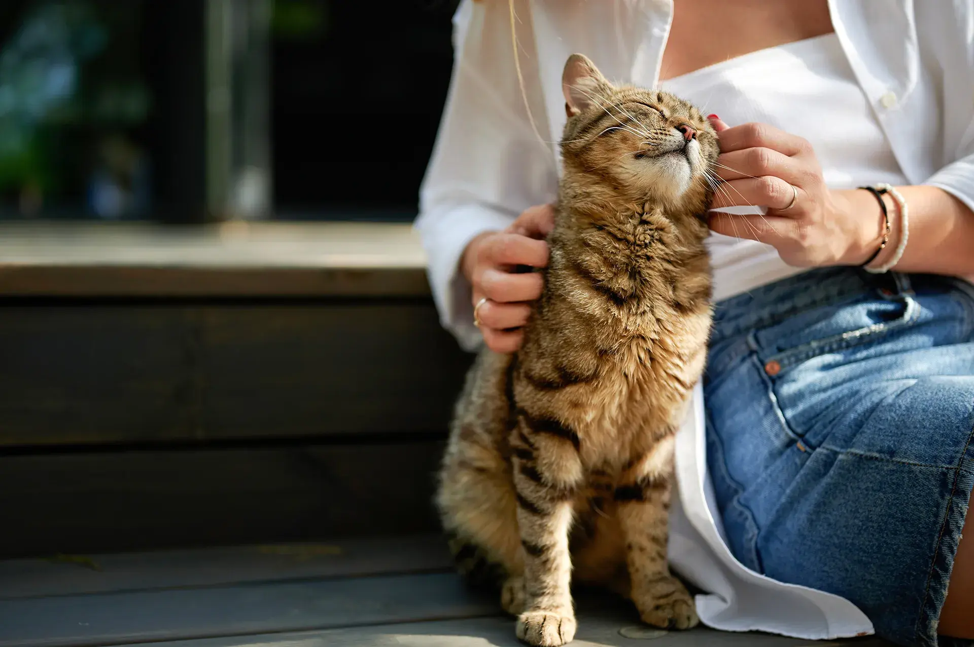 Claim calm: how pet insurance claims work