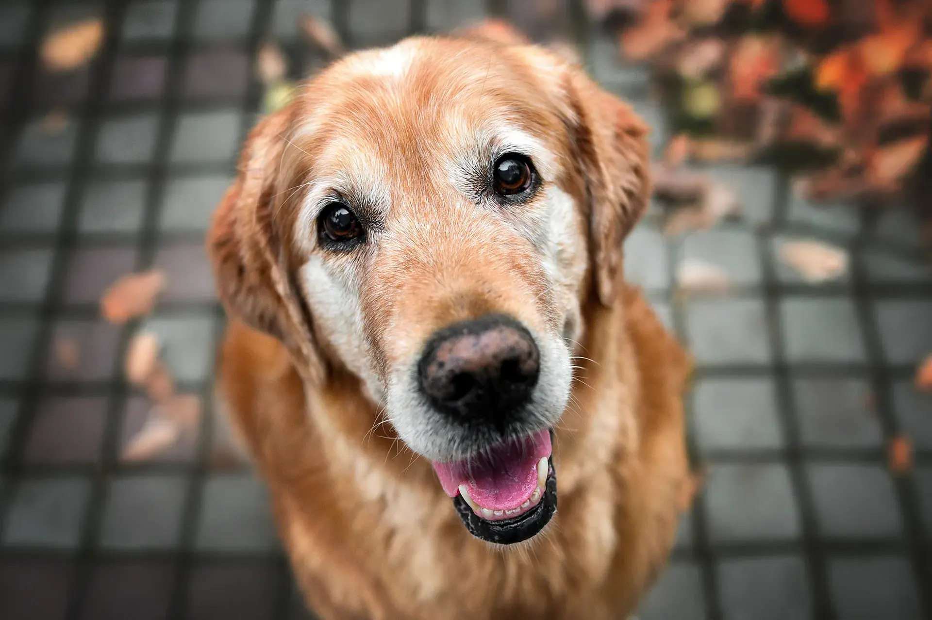 Pre-existing conditions decoded: what they mean for your pet’s cover