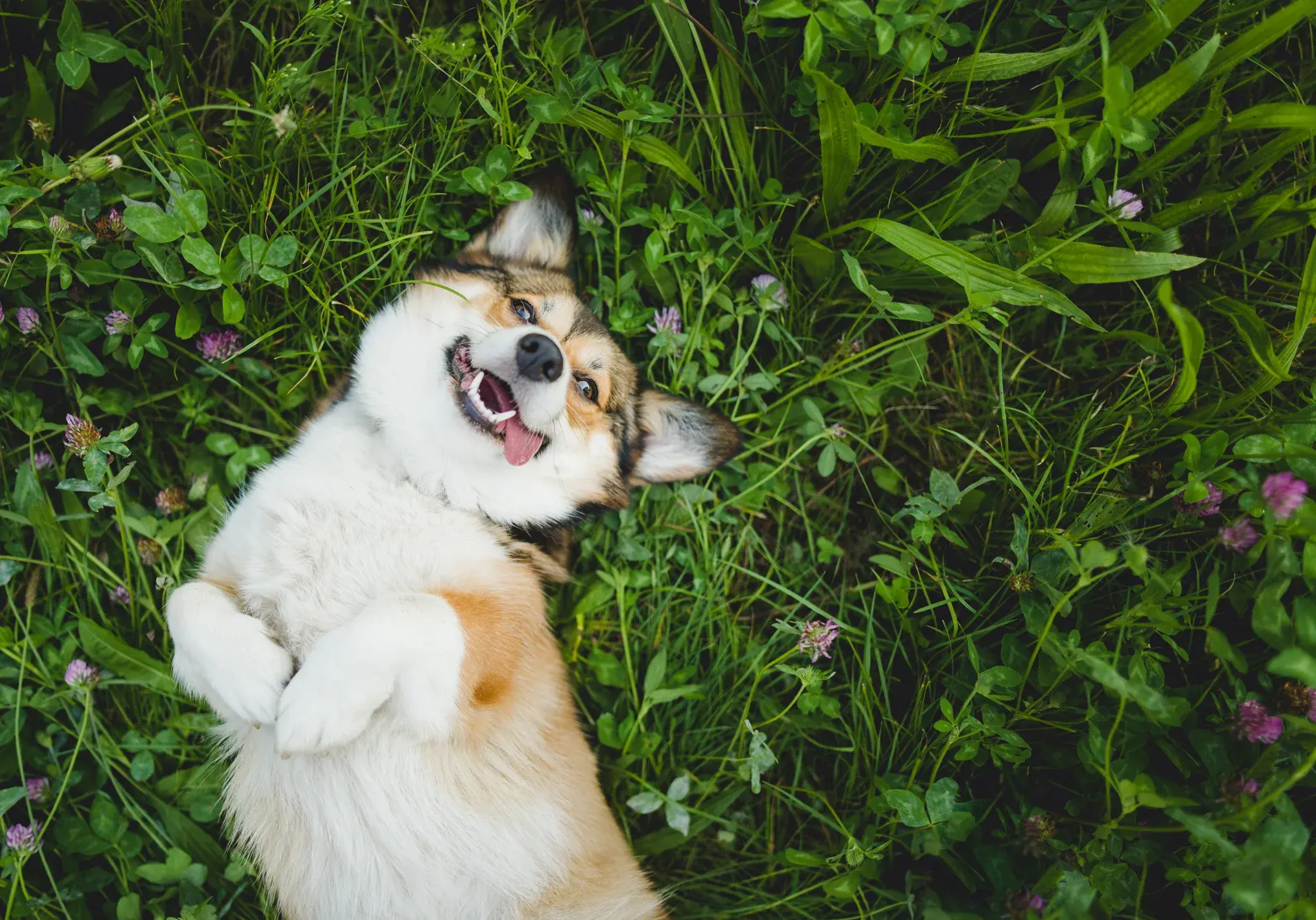 Bad breath or bigger problem? Signs of dental disease in pets