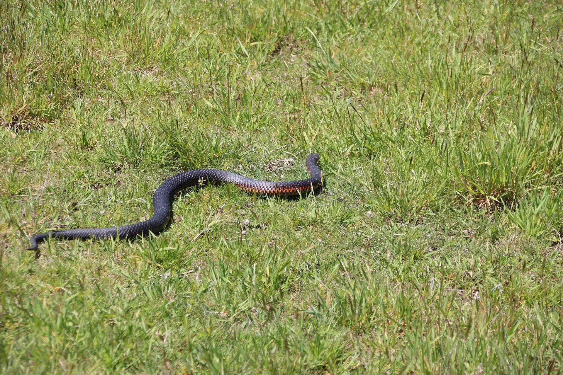 Snake bite and beyond: Aussie pet emergencies explained