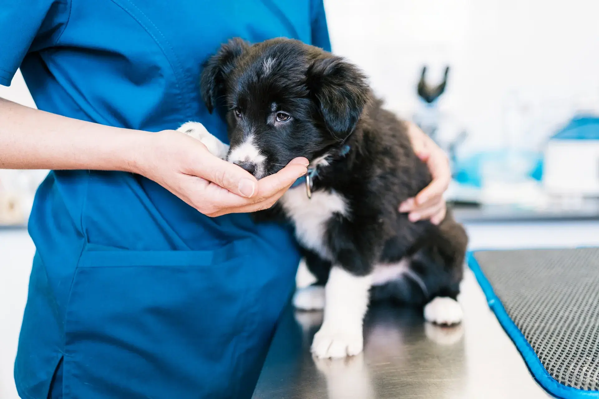 The bill no one sees coming: why vet costs feel so high