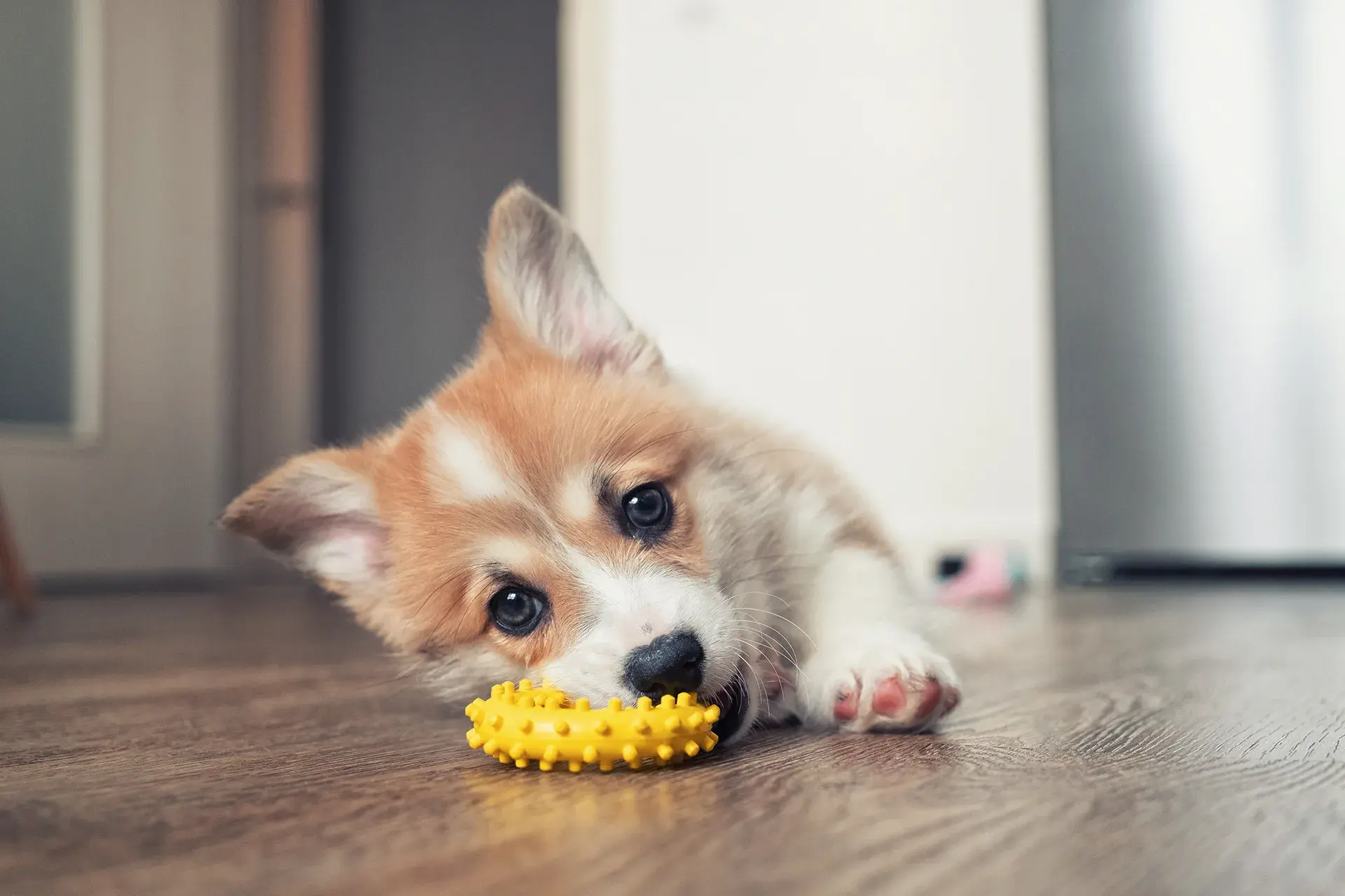 The real cost of owning a dog