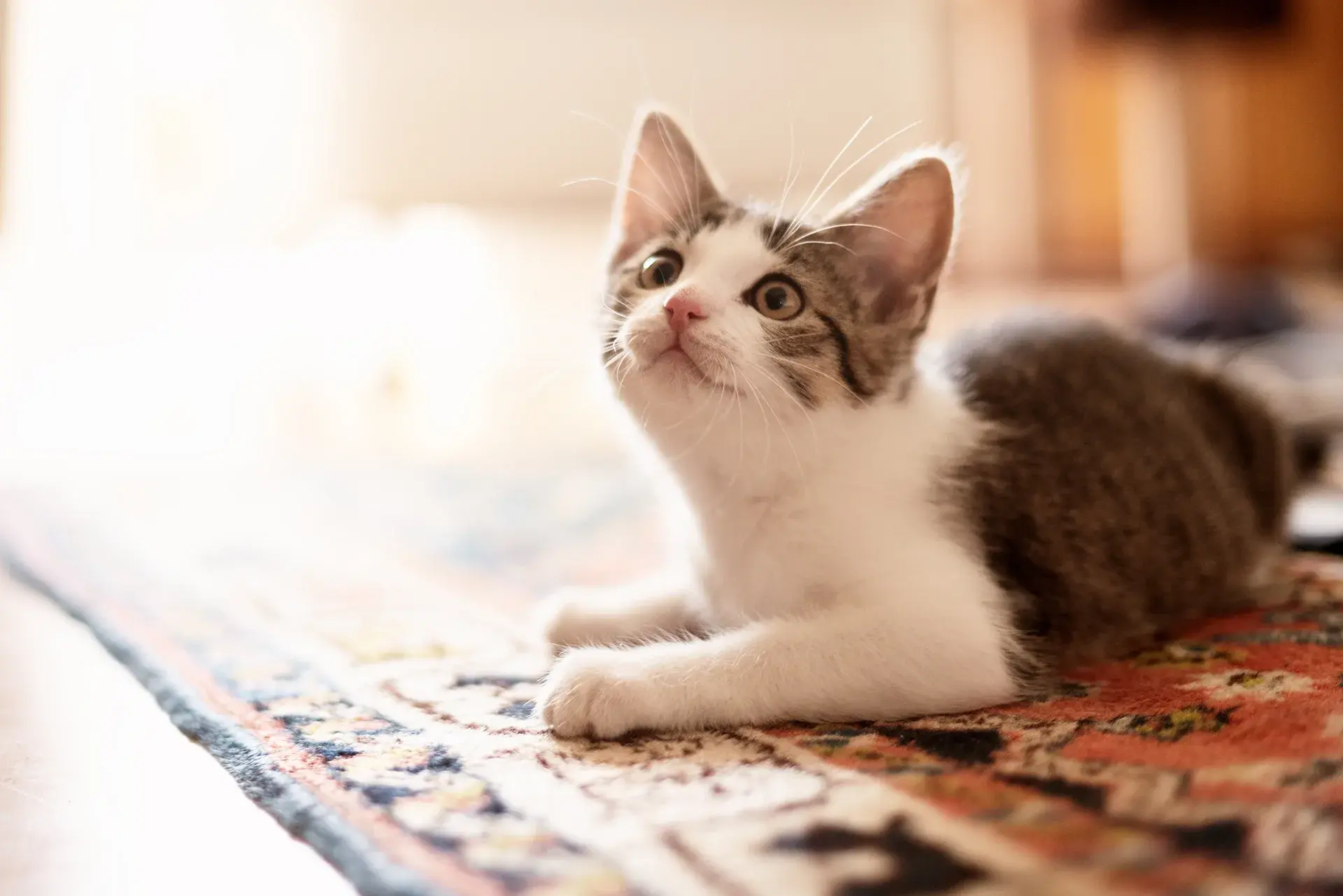Waiting game: understanding pet insurance waiting periods