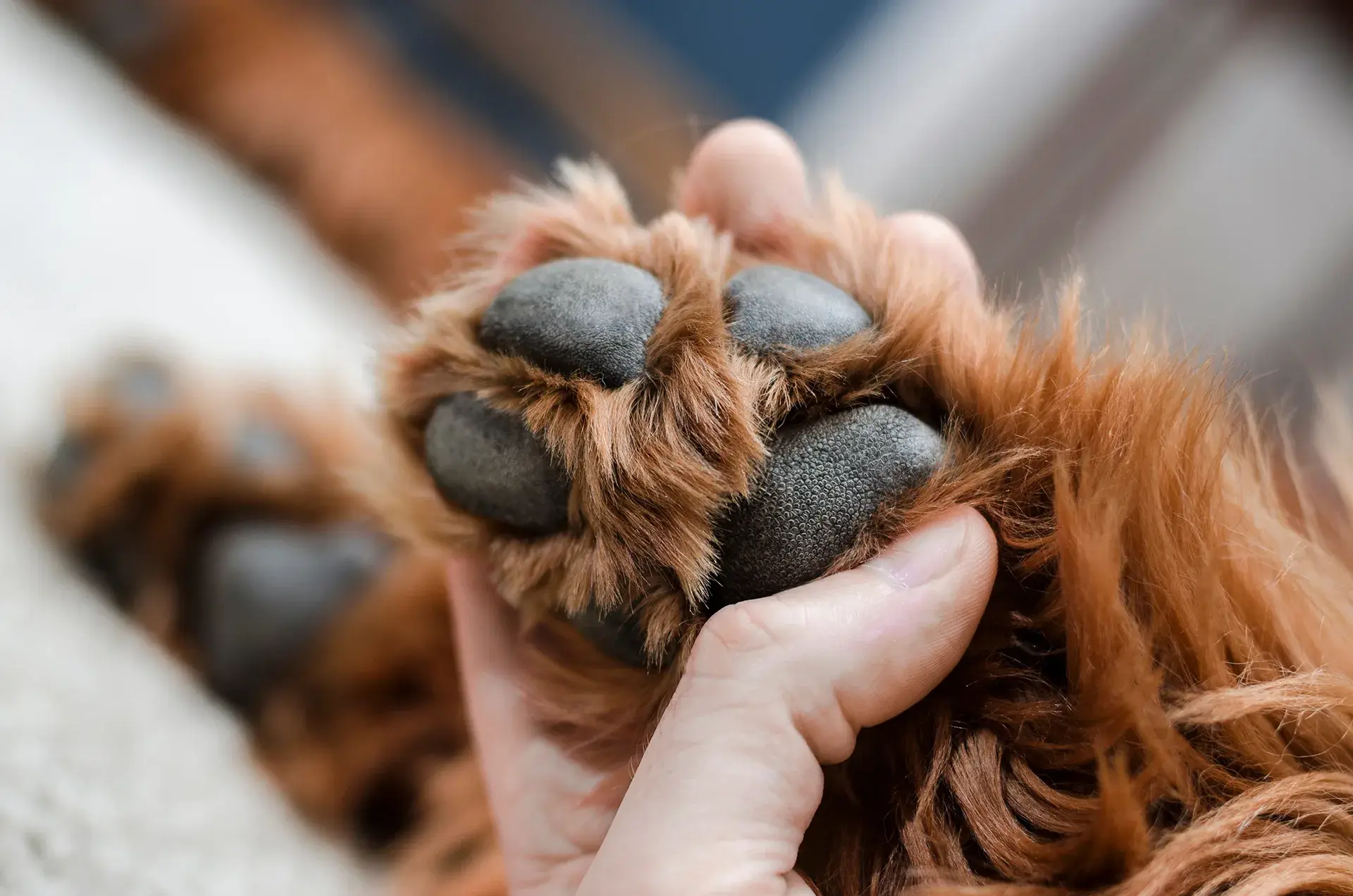 When the wagging stops: why is my dog limping?
