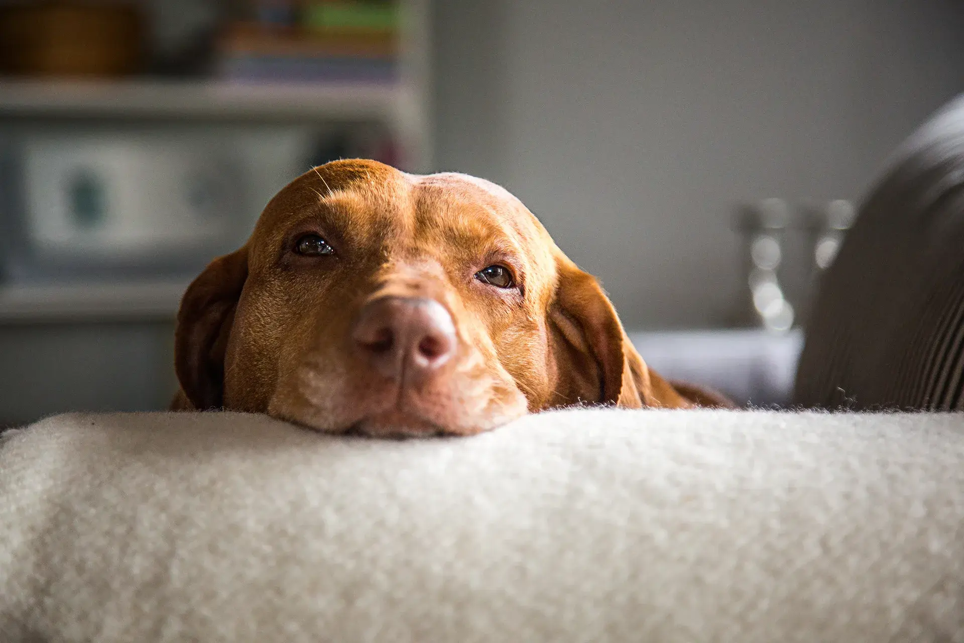 Rough day? Why is my dog vomiting?