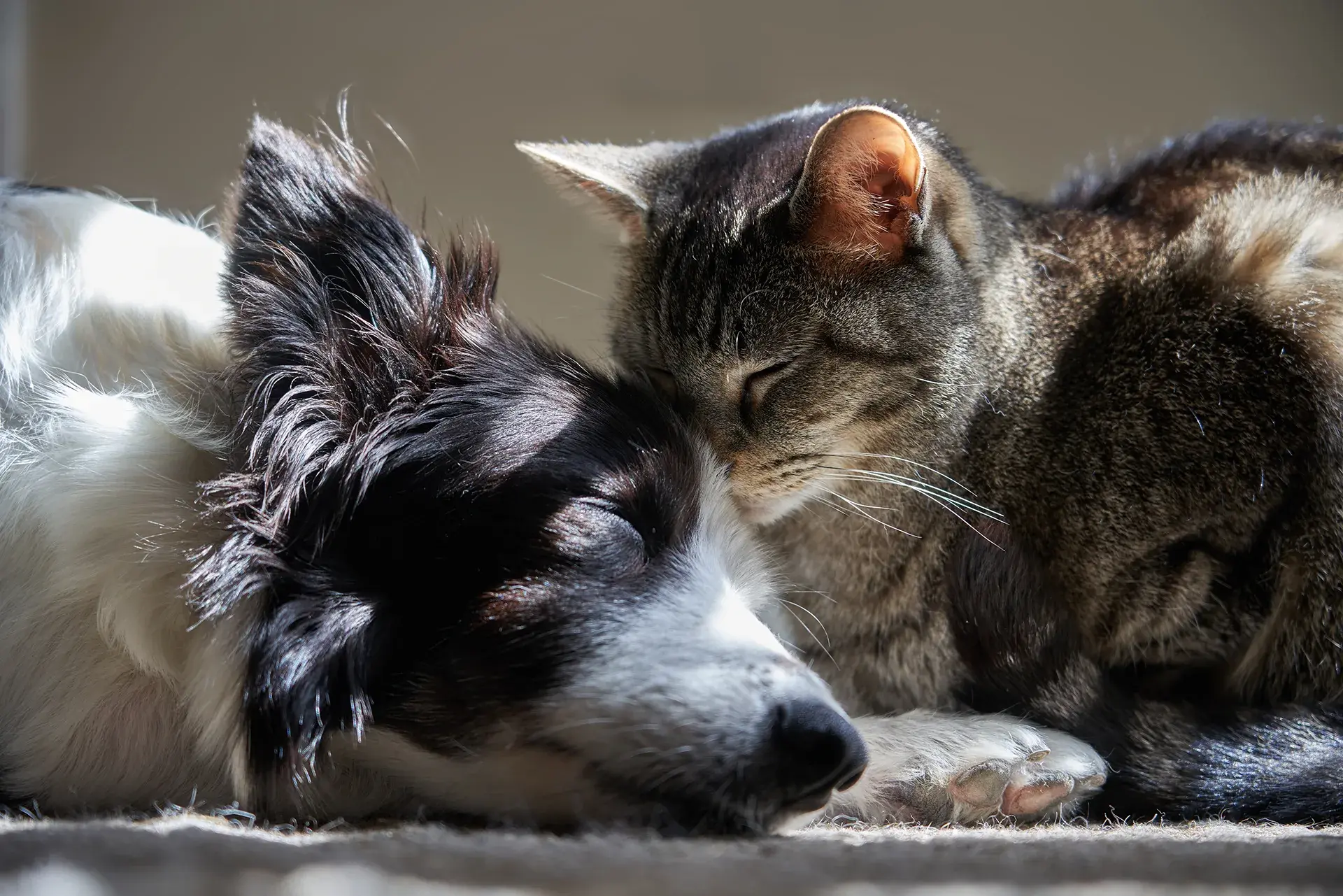 What’s actually covered? Pet insurance explained