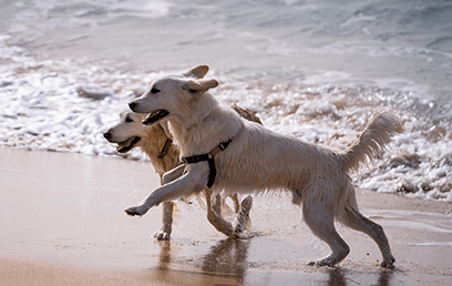 Tails, tales and tall stories: separating dog facts from fiction
