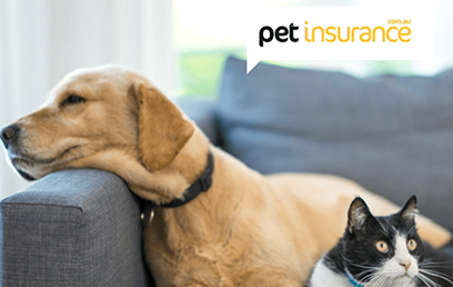 When the vet bill bites: ways to prepare for unexpected pet healthcare costs