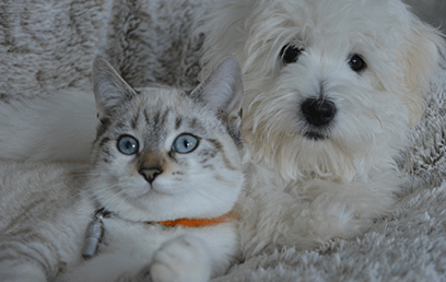 Winter is ruff: helping your pet stay happy, healthy and active