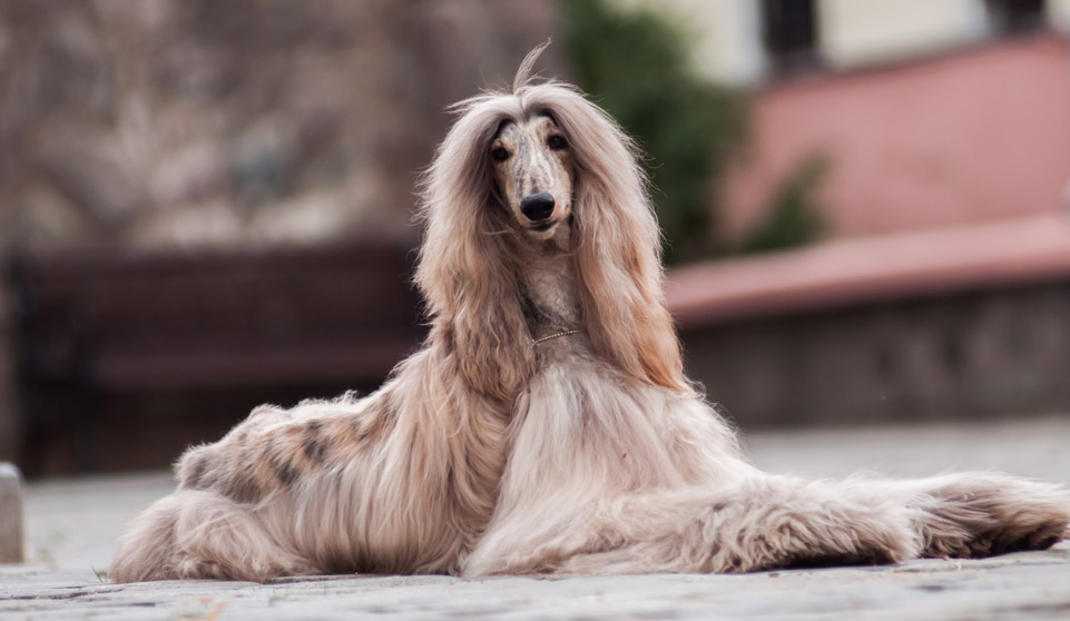 Image result for world's prettiest dog afghan hound pic